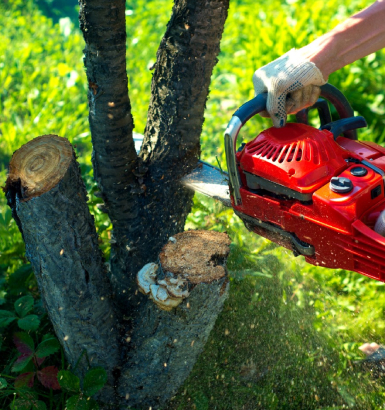 service single images