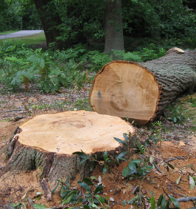 service single images