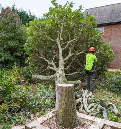 service single images